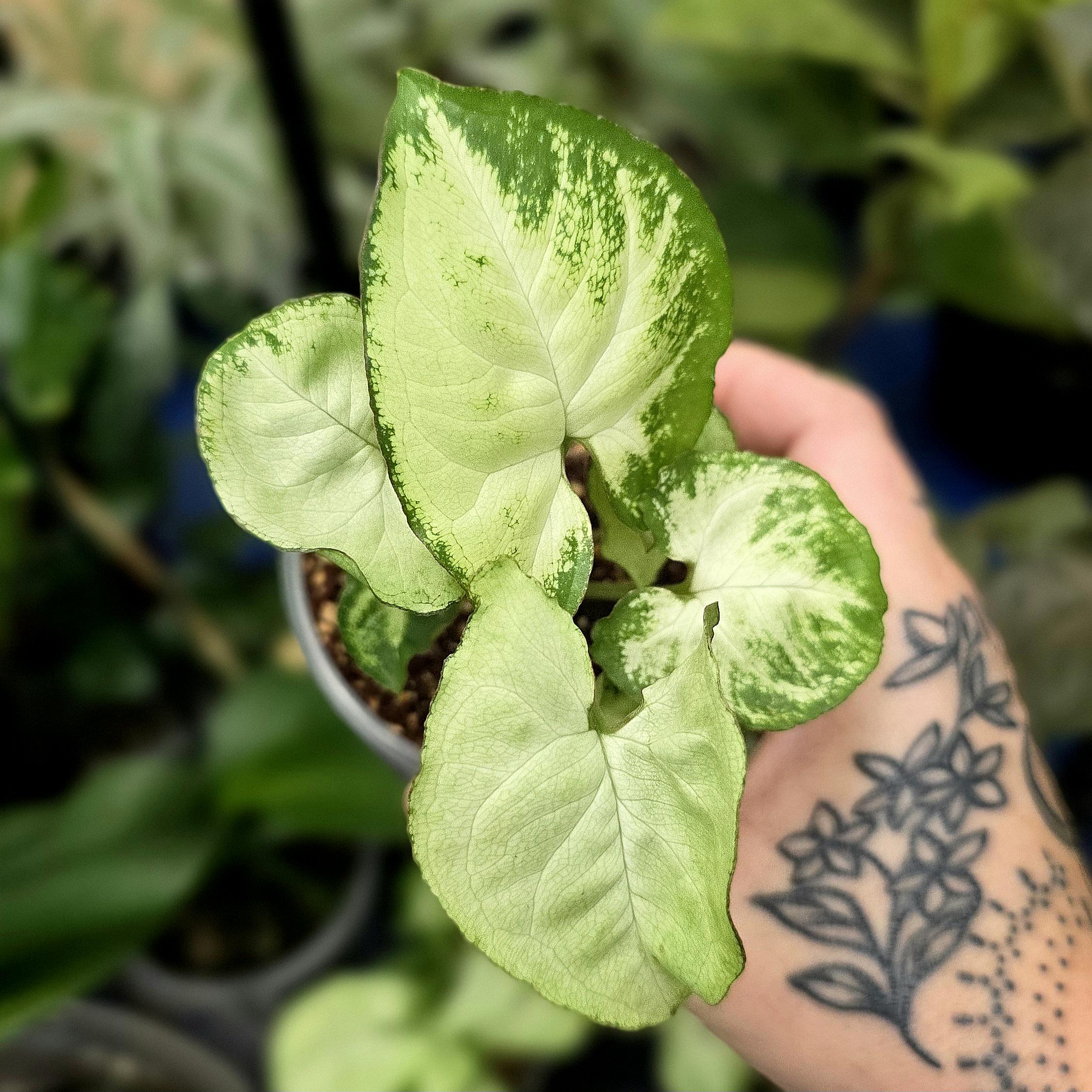 Syngonium Pixie | Green Solutions