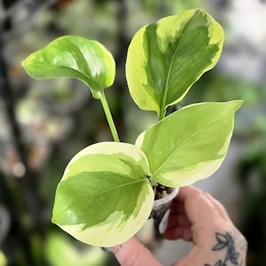Poonsin Pothos - Epipremnum Aureum Manjula Mutation - Rare Pothos - Multiple Options - US Seller