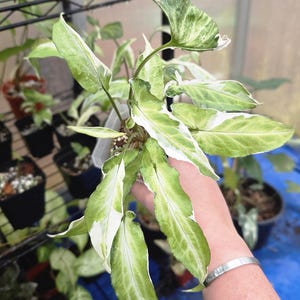 Syngonium Starlite - Syngonium Podophyllum - Multiple Options *US Seller*
