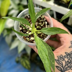 May include: A small Philodendron plant with variegated, lance-shaped green leaves featuring light green and cream-colored patterns. The plant is potted in a clear plastic cup filled with dark potting soil and white perlite, viewed from above.