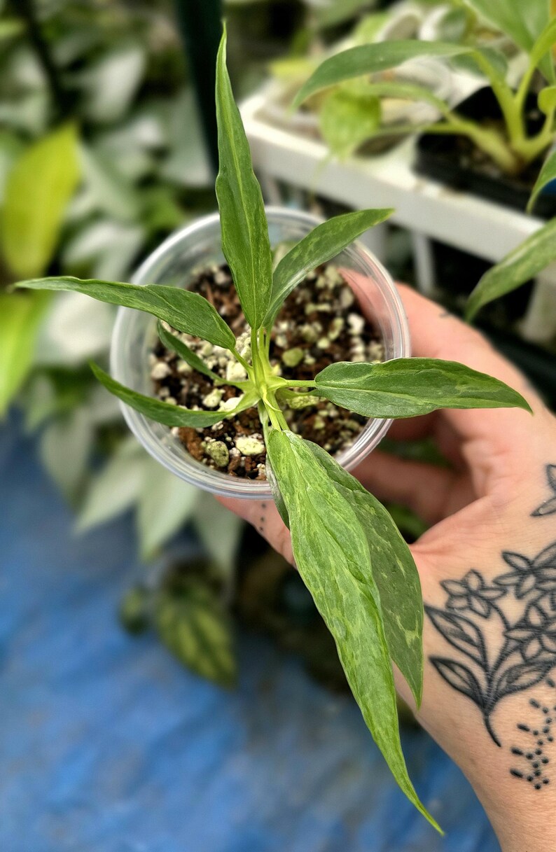 May include: A small Philodendron plant with variegated, lance-shaped green leaves featuring light green and cream-colored patterns. The plant is potted in a clear plastic cup filled with dark potting soil and white perlite, viewed from above.