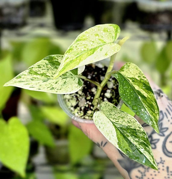 Teruno Alice Pothos - RARE Japanese Pothos - Terunoworld Series #7