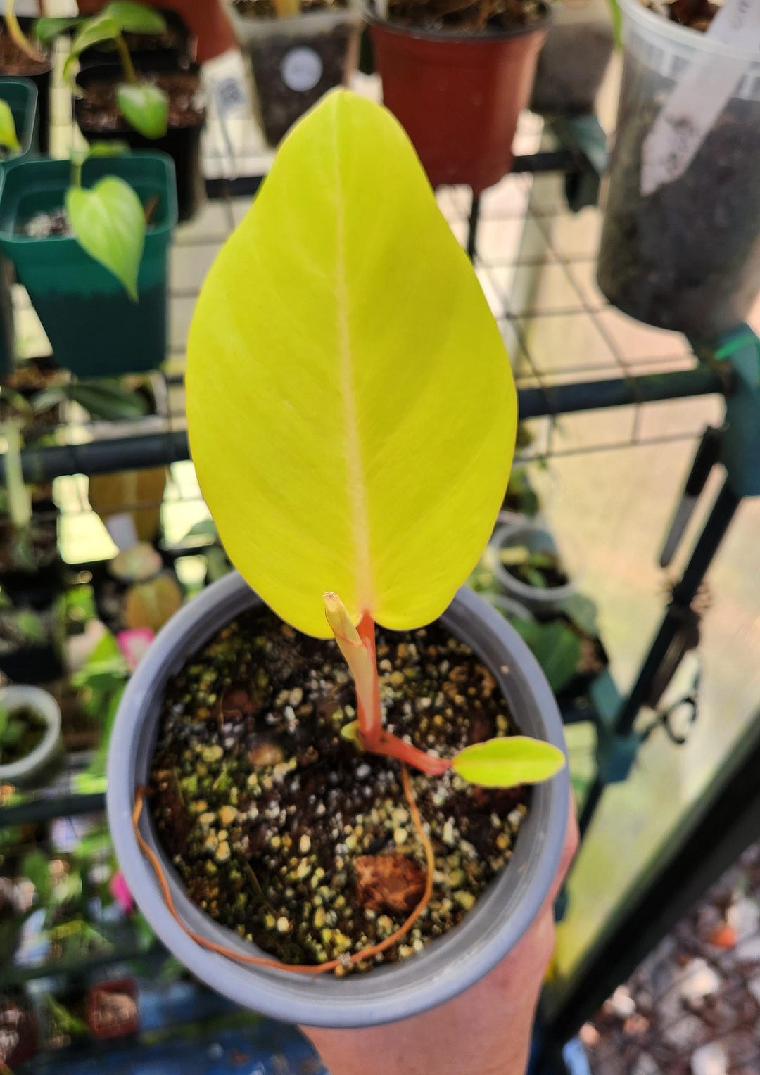 Philodendron Jungle Fever egg Yolk rare Philodendron Exact Plant Shown