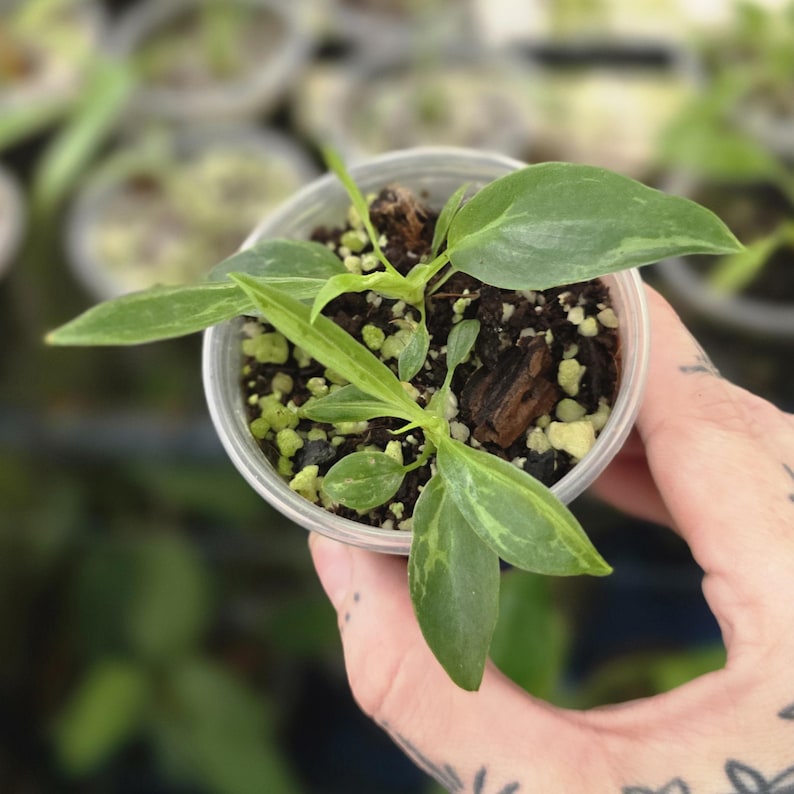 May include: A small, clear plastic cup containing dark potting soil with visible perlite and wood chips, housing a young plant with several pointed, light green leaves that feature subtle, variegated patterns across their surfaces.