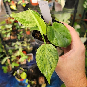 Philodendron Hederaceum Variegated (Variegated Heartleaf Philodendron) **Trending New Cultivar** *US Seller*