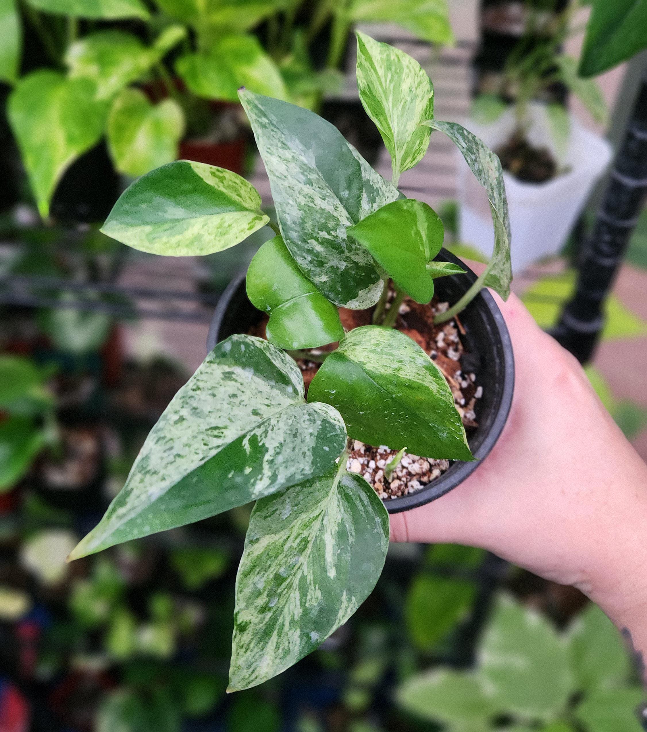 Teruno Fanfare Pothos - RARE Japanese Pothos - Terunoworld Series