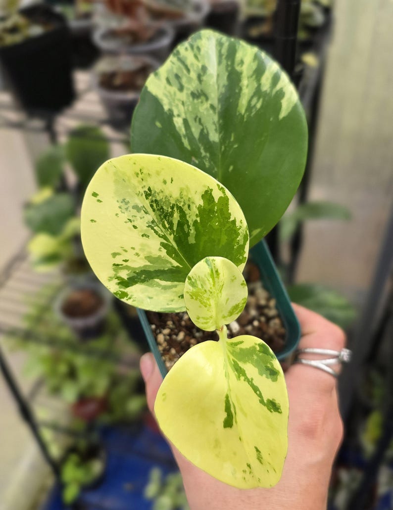 LSOHPlantLady Peperomia Obtusifolia - Thumbnail 5