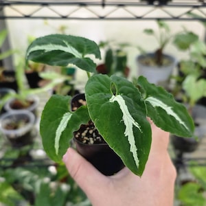 Syngonium &#39;Wendlandii&#39; - Syngonium Podophyllum - Unique Velvety Leaves - Multiple Options *US SELLER*
