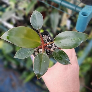 Philodendron Tatei Red Congo/Congo Rojo- Multiple Options *US Seller*