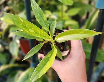 May include: A small potted Philodendron plant featuring elongated, pointed leaves with variegated patterns of light green, lime, and creamy yellow. The plant is housed in a dark plastic nursery container filled with dark potting soil and bark.