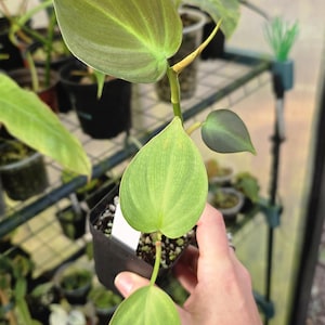 Philodendron Camposportoanum  - Exact Plant Shown