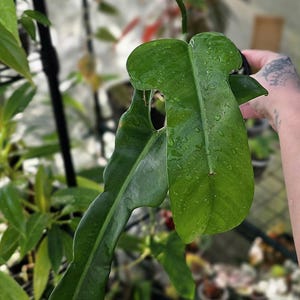 Jerry Horne - Philodendron - Exact Plant Shown - Rare Tropical - US Seller  - Etsy