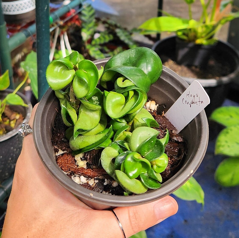 Hoya Carnosa Compacta hindu Rope Hoya 4 Inch Pot Exact Etsy