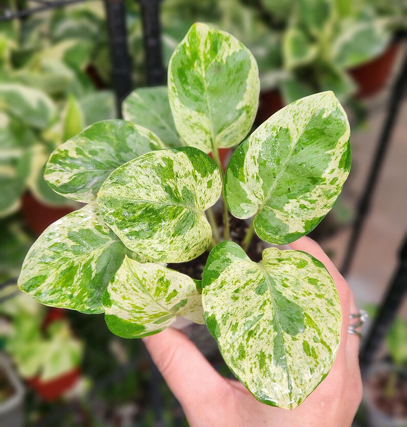 LSOHPlantLady Pearls and Jade Pothos - Thumbnail 2