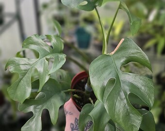 Super Rare Rhaphidophora Tetrasperma Migma Variegated Live Plant