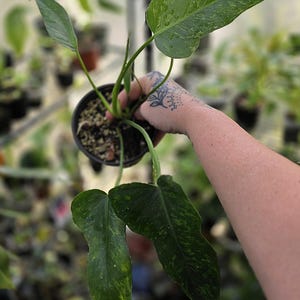 May include: A potted Philodendron Paraiso Verde plant featuring elongated, pointed leaves with a variegated pattern of light green and dark green splashes. The plant is housed in a small black plastic nursery pot filled with dark potting soil.