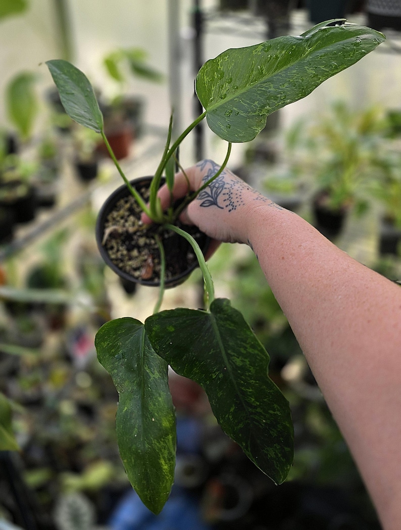 May include: A potted Philodendron Paraiso Verde plant featuring elongated, pointed leaves with a variegated pattern of light green and dark green splashes. The plant is housed in a small black plastic nursery pot filled with dark potting soil.