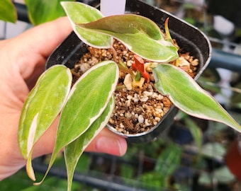 Micans Velvet Halo Variegated - Philodendron - Uncommon Tropical - Velvety Foliage - US Seller