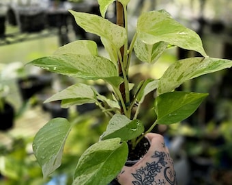 Marbled Neon / Limelight Pothos - Epipremnum Aureum *Uncommon Pothos* Multiple Options -US Seller