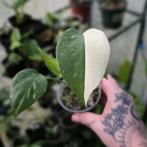 Monstera Thai Constellation - Multiple Options - Juvenile Plant *US Seller*