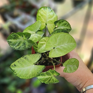 Syngonium Pixie - Syngonium Podophyllum - Compact/Dwarf Syngonium - Multiple Options *US Seller*