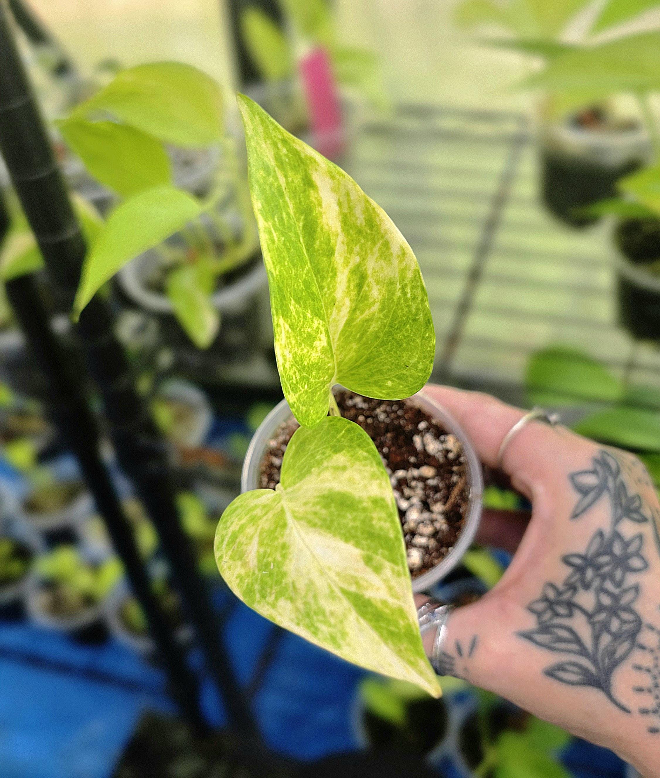 Teruno Robin Pothos - RARE Japanese Pothos - Terunoworld Series #3