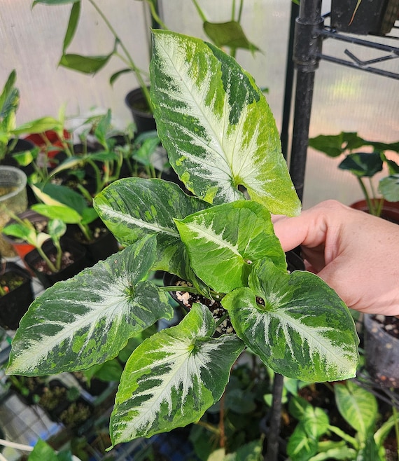 Scrambled Eggs Syngonium / Wendlandii Variegated - Podophyllum - RARE  SYNGONIUM - Velvety Leaf Texture - US Seller* - Etsy