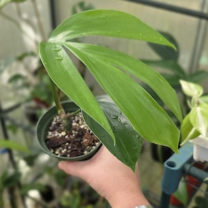 Rhaphidophora Decursiva (Dragon Tail Plant) - Exact Plant Shown *US Seller*