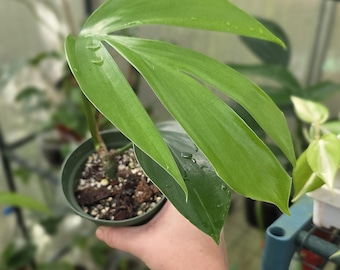 Rhaphidophora Decursiva (Dragon Tail Plant) - Exact Plant Shown *US Seller*