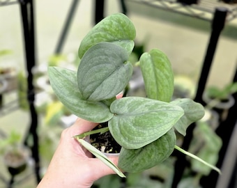 Tattoo - Scindapsus - Exact Plant Shown - US Seller