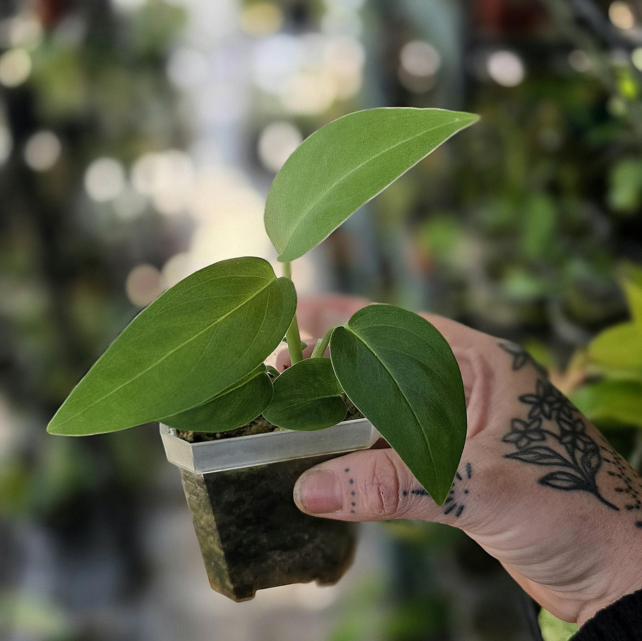 Black Velvet - Monstera sp (Peru) - Rare Tropical - Multiple Options - US  Seller