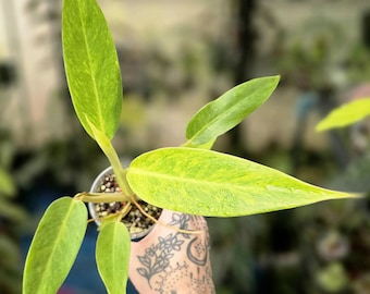 May include: A Philodendron plant in a clear plastic pot featuring elongated, pointed leaves with a variegated pattern of bright lime green and yellow hues. The foliage displays a smooth texture with visible water droplets on the surface.
