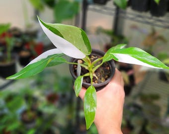 White Princess - Philodendron Erubescens - Multiple Options - US Seller