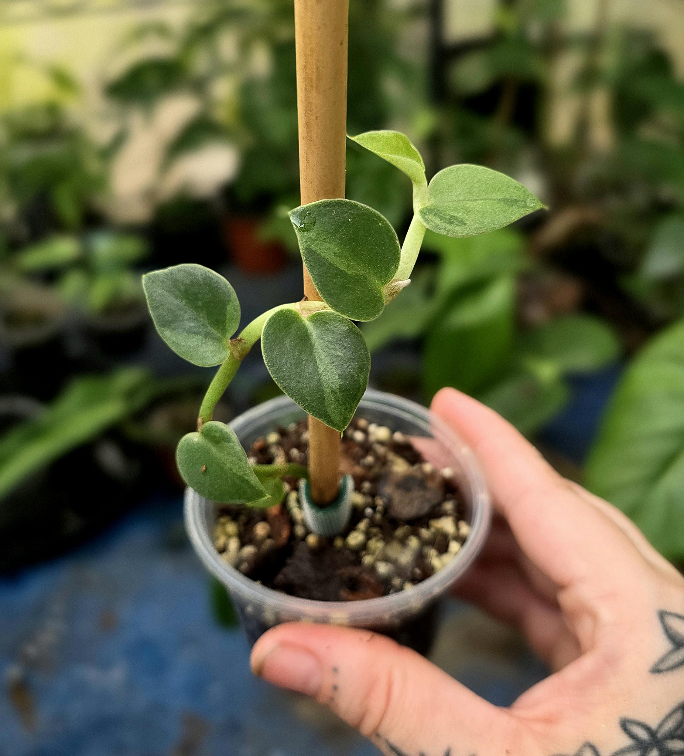 Hongkongensis Variegated - Rhaphidophora - Exact Plant Shown - US