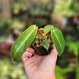 Philodendron Spiritus Sancti - RARE PHILODENDRON - **Wishlist Plant**