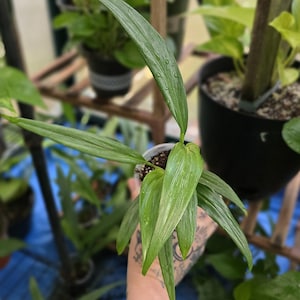 Epipremnum Amplissimum (pothos Silver Streak) - Multiple Options *US  Seller* - Etsy