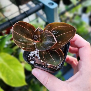 Jewel Orchid Sea Turtle - Ludisia Discolor - Multiple Options - You Choose Exact Plant *US Seller*