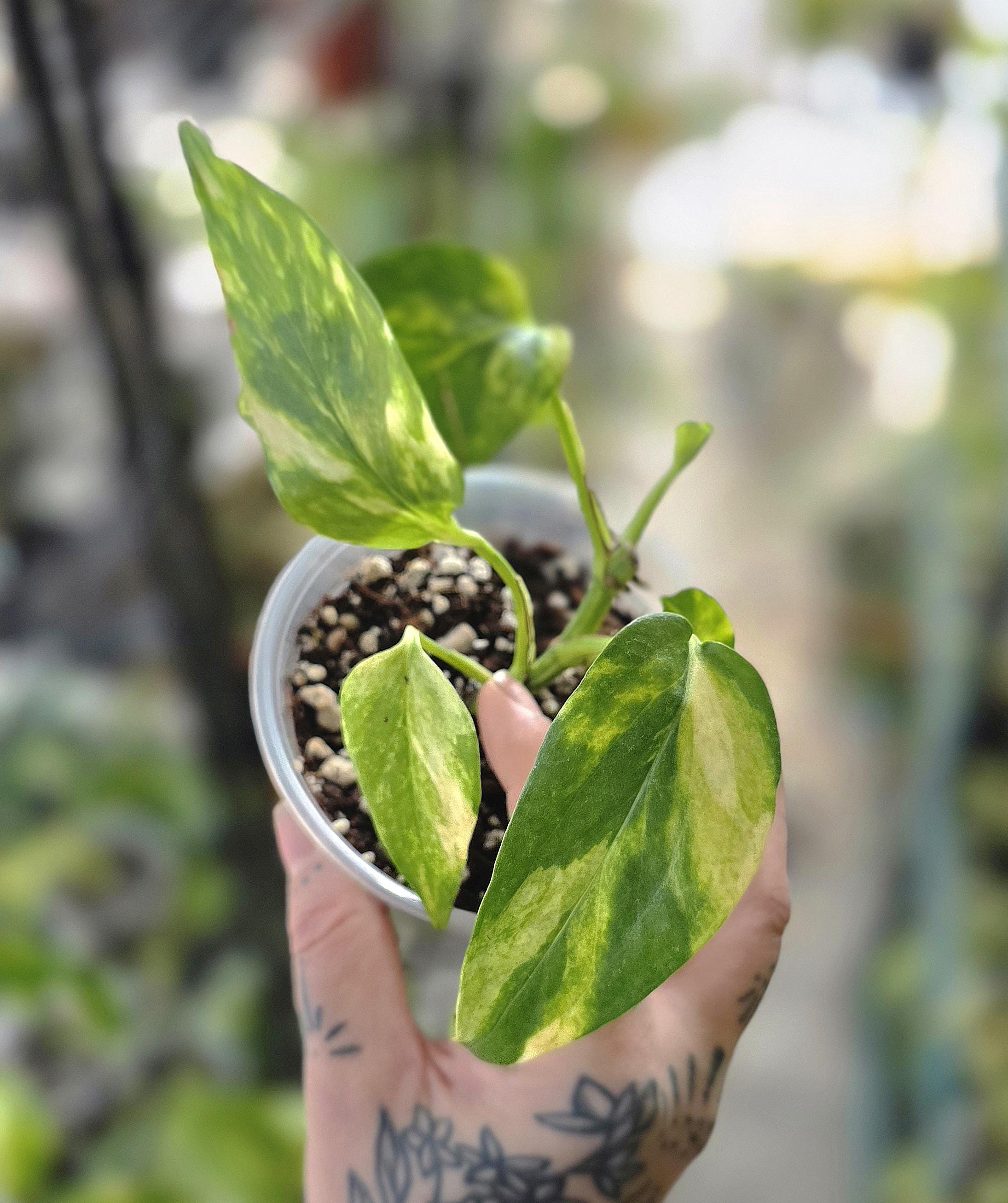 prayer plant large Prayer Plant