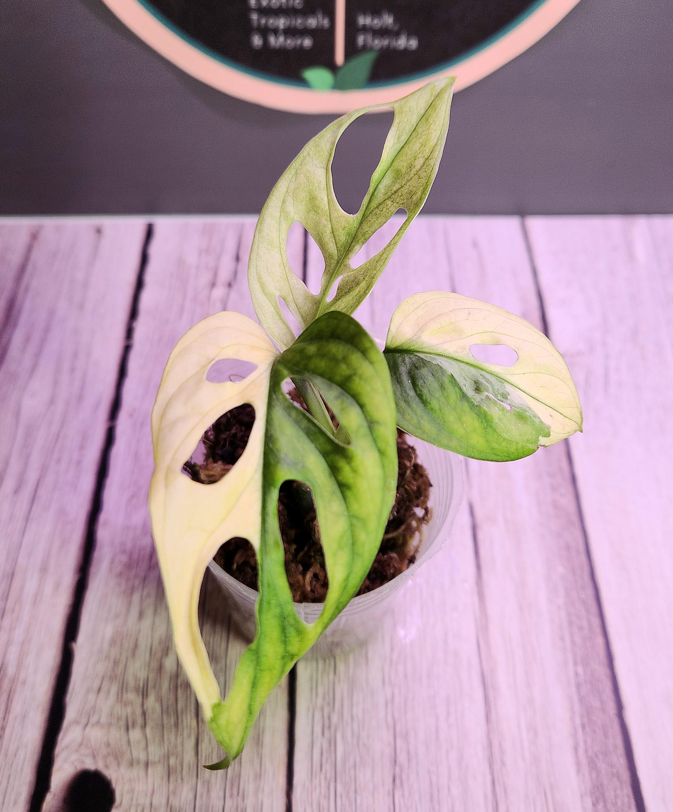 Adansonii Archipelago - Rare Monstera - Multiple Options - US Seller