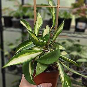 Hoya Carnosa Variegated &quot;Krimson Princess&quot; - Multiple Options *US Seller*