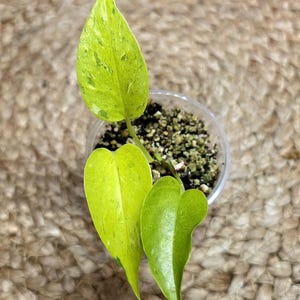 May include: A small, potted plant with vibrant green and yellow leaves. The leaves have a heart shape and are in a clear plastic container filled with soil. The plant is set against a neutral woven background.