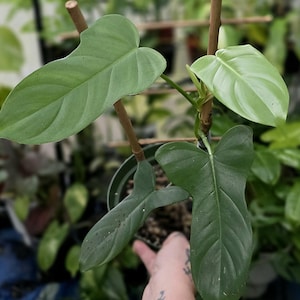 Bipennifolium "Violin" - Philodendron - Multiple Options - US Seller