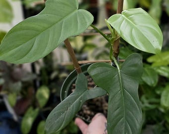 pilea peperomioides chinese money plant Pilea peperomioides, Chinese Money Plant – Magic Valley Gardens main image 0
