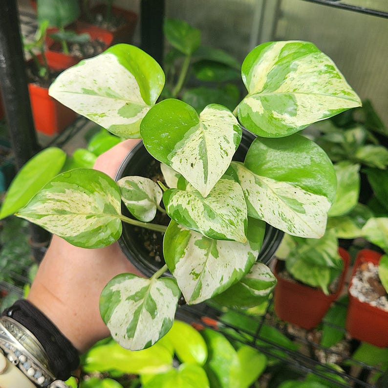 LSOHPlantLady Pearls and Jade Pothos - Thumbnail 3