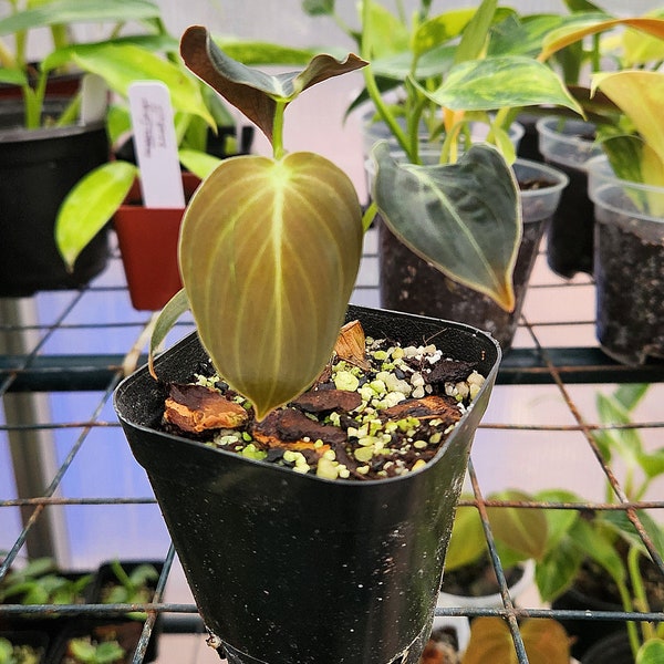 Philodendron Melanochrysum - Velvety Leaves - Multiple Options - You Choose Exact Plant