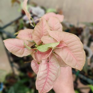 Syngonium Neon Pink- Multiple Options *US Seller*