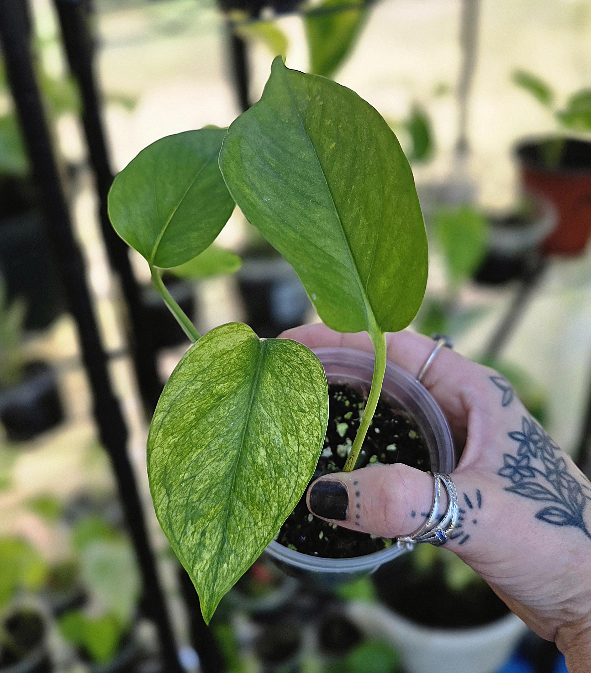 【超マニア向け】Pothos aff.remotiflorus【ジメジメ系】① Teruno Rencontre / L'encontre Pothos - RARE Japanese Pothos