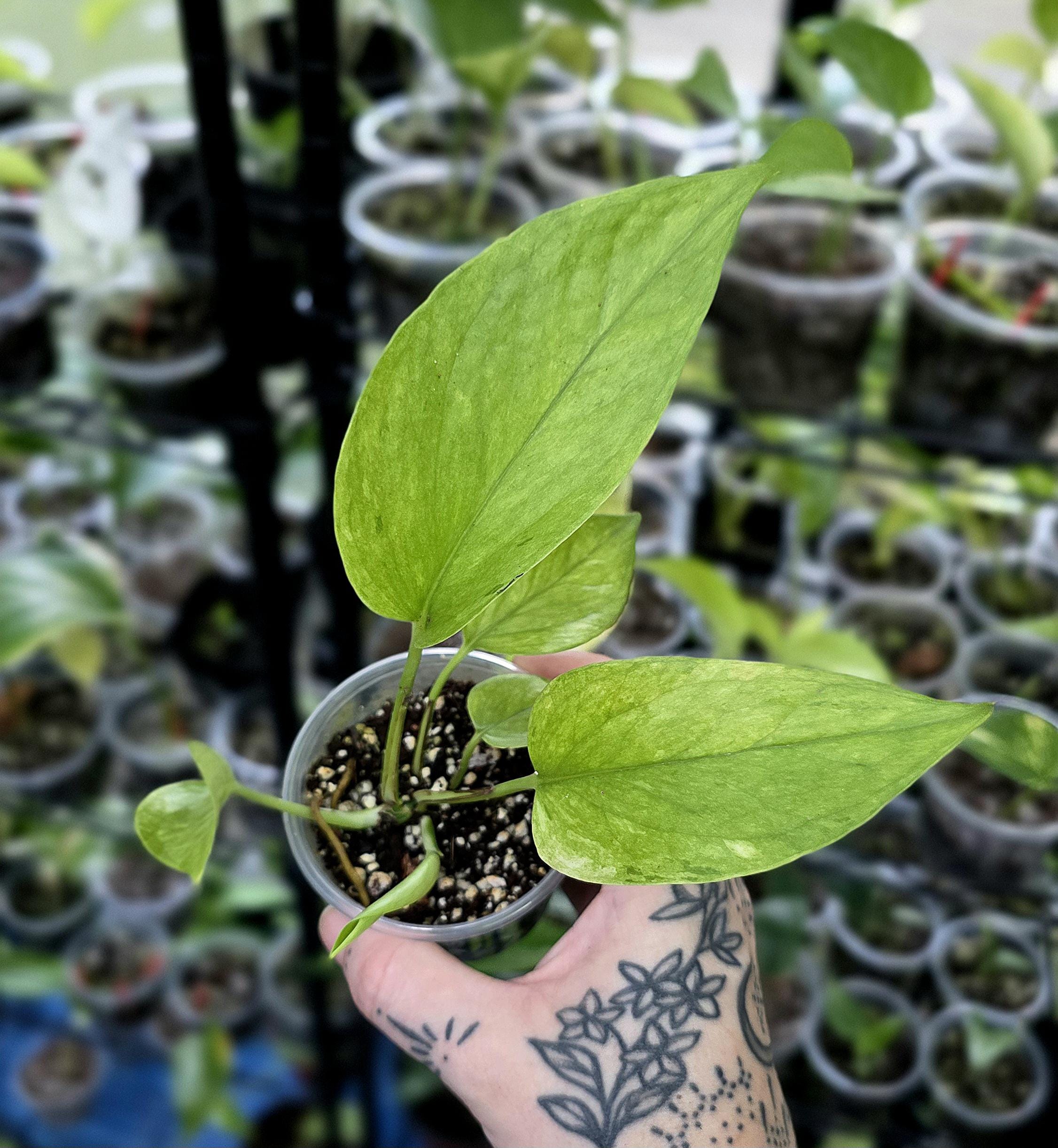 Teruno Amazon Pothos - RARE Japanese Pothos - Terunoworld Series