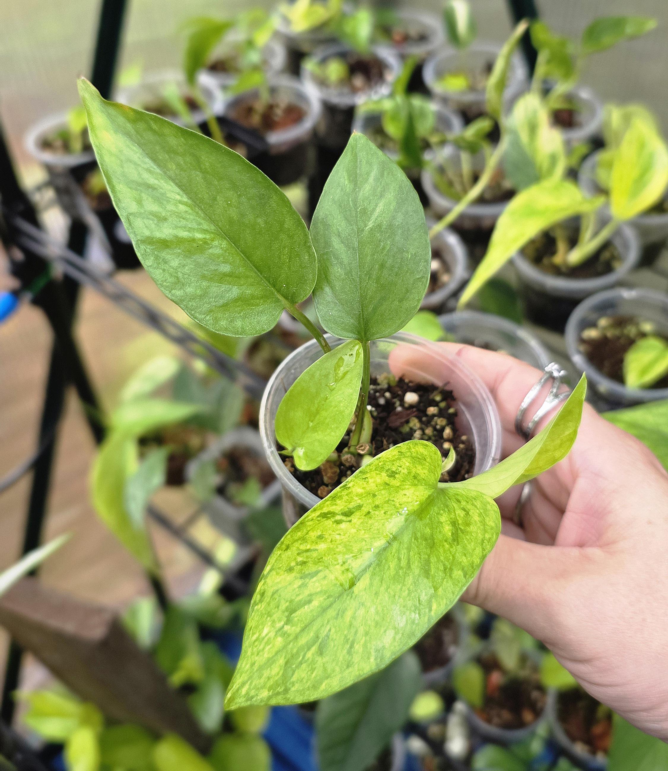 Teruno Amazon Pothos - RARE Japanese Pothos - Terunoworld Series