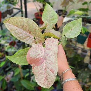Syngonium Podophyllum &#39;Milk Confetti&#39; *Popular Tropical* Multiple Options *US Seller*